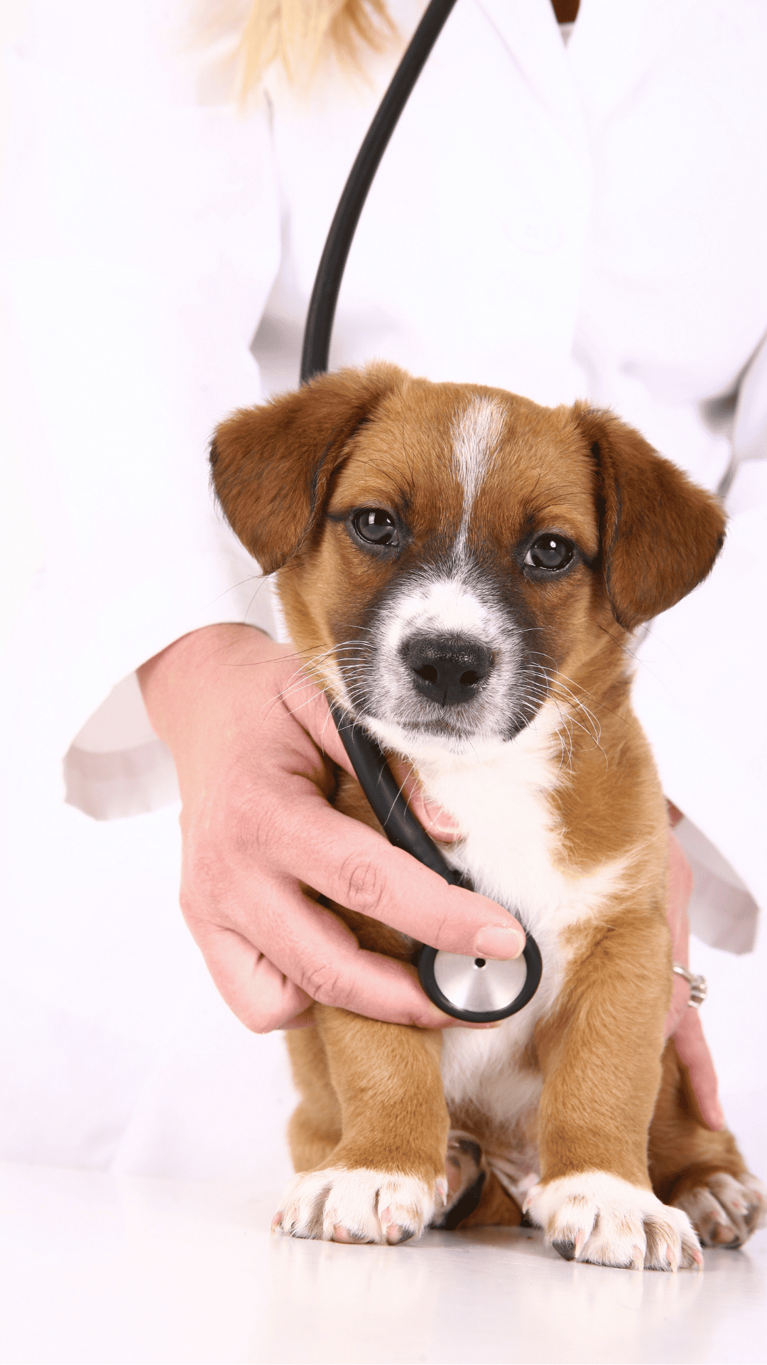 imagem de um cachorro